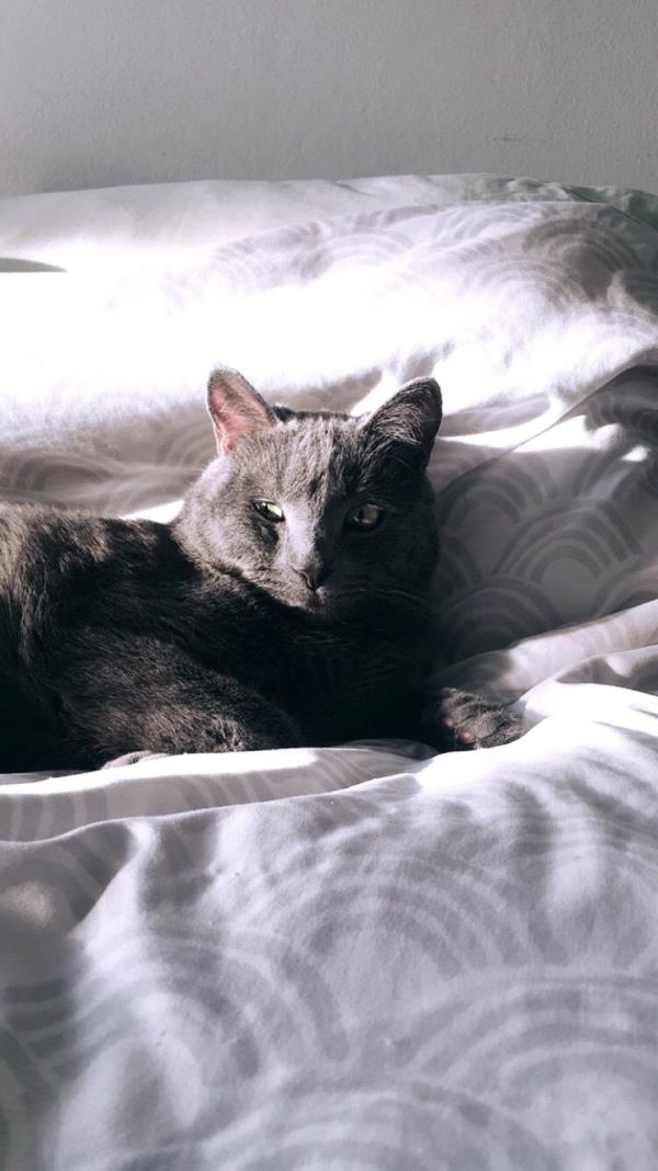 /Images/uploads/Humane Rescue Alliance/HRACalendarPhotoContest/entries/8524thumb.jpg